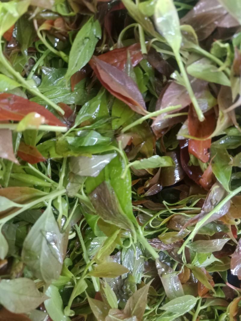 云南普洱大山里的酸尖_炒豆豉_炒腊肉