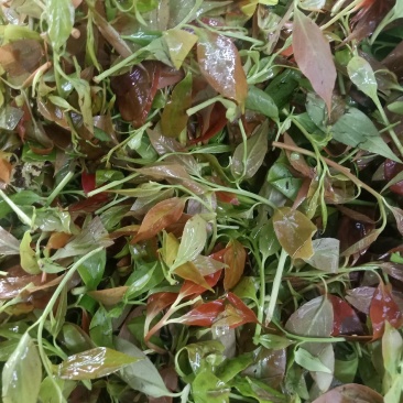 云南普洱大山里的酸尖_炒豆豉_炒腊肉