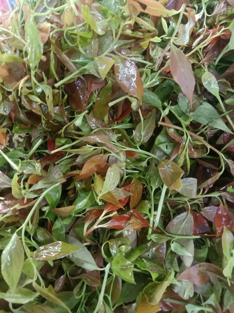 云南普洱大山里的酸尖_炒豆豉_炒腊肉