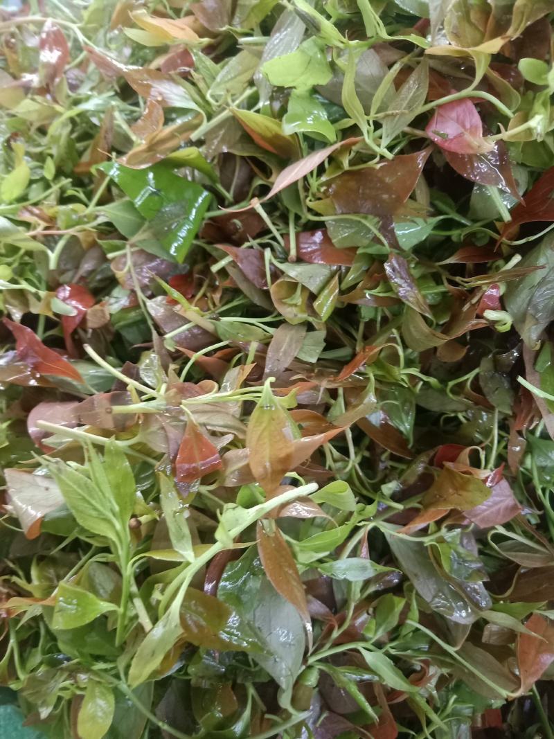 云南普洱大山里的酸尖_炒豆豉_炒腊肉