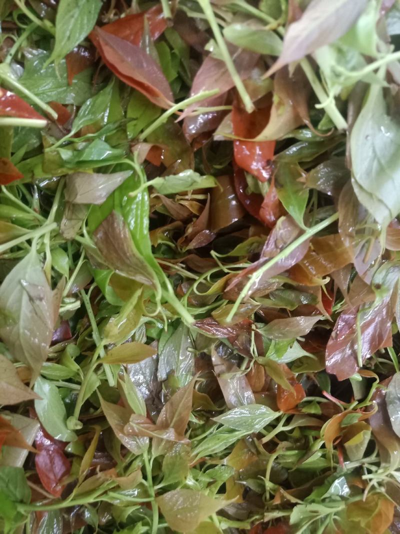 云南普洱大山里的酸尖_炒豆豉_炒腊肉