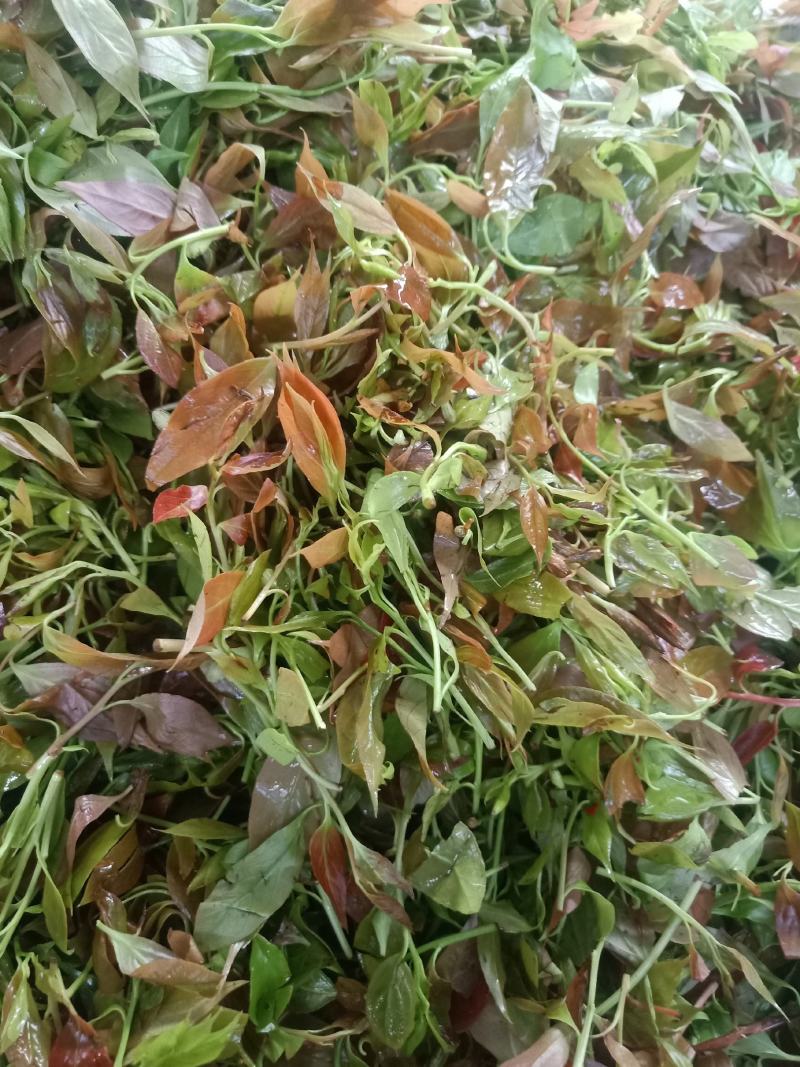 云南普洱大山里的酸尖_炒豆豉_炒腊肉