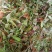 云南普洱大山里的酸尖_炒豆豉_炒腊肉