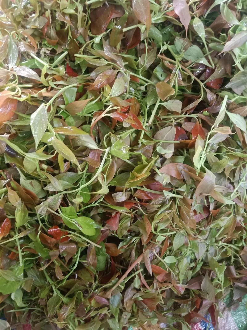 云南普洱大山里的酸尖_炒豆豉_炒腊肉