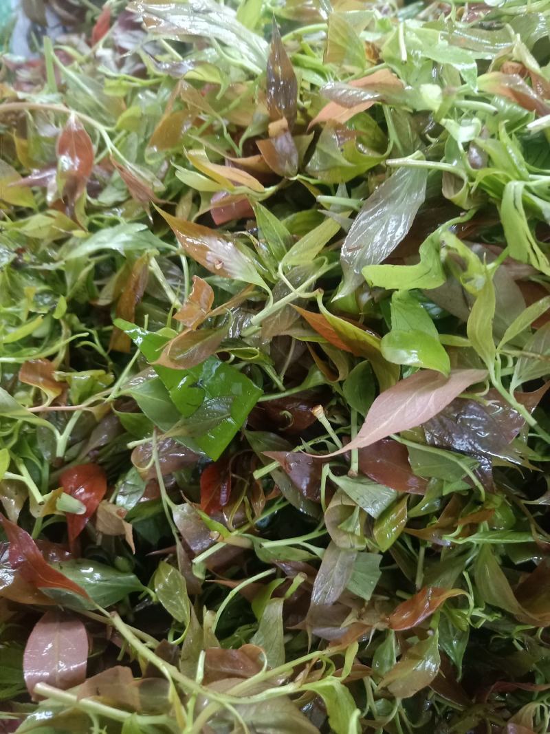 云南普洱大山里的酸尖_炒豆豉_炒腊肉