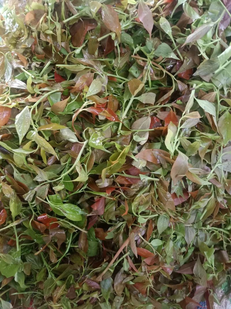 云南普洱大山里的酸尖_炒豆豉_炒腊肉
