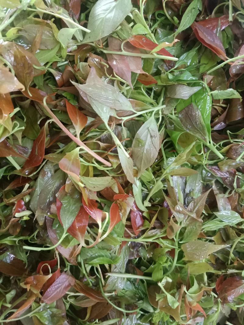 云南普洱大山里的酸尖_炒豆豉_炒腊肉