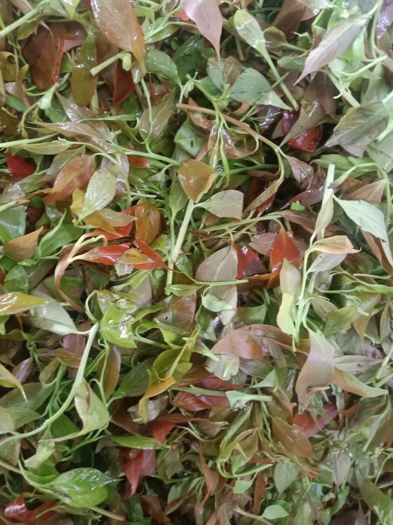 云南普洱大山里的酸尖_炒豆豉_炒腊肉