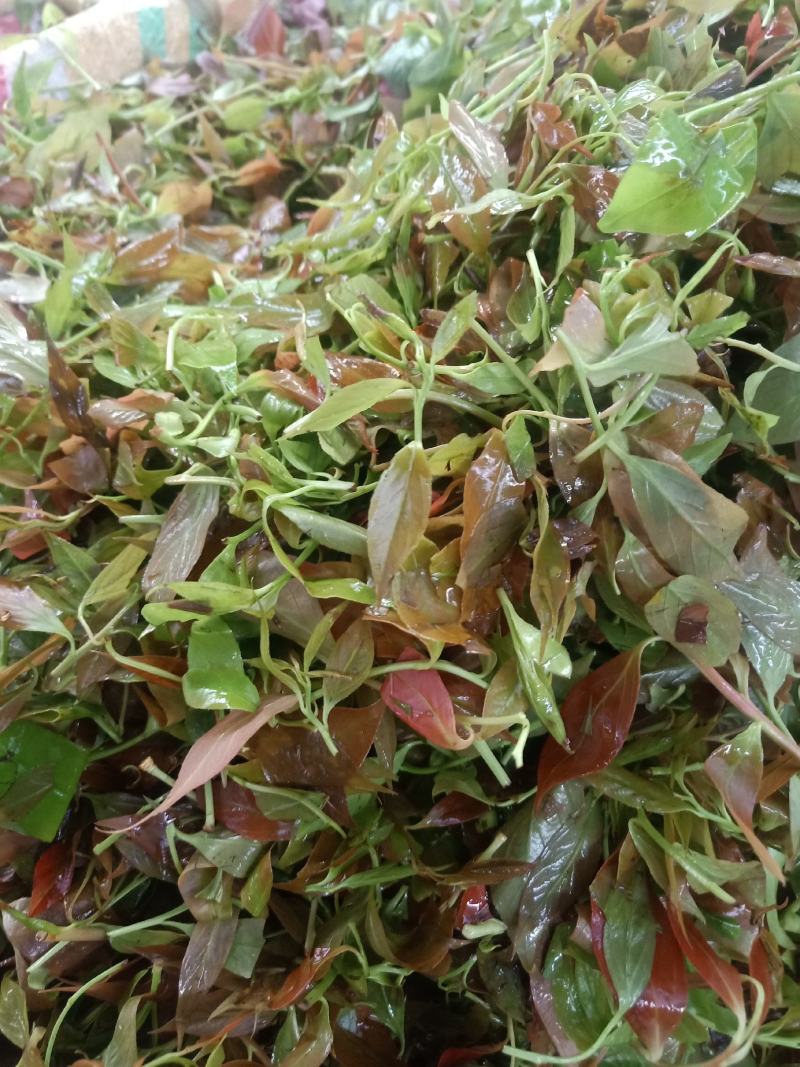 云南普洱大山里的酸尖_炒豆豉_炒腊肉