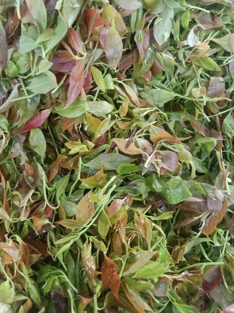 云南普洱大山里的酸尖_炒豆豉_炒腊肉