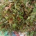 云南普洱大山里的酸尖_炒豆豉_炒腊肉