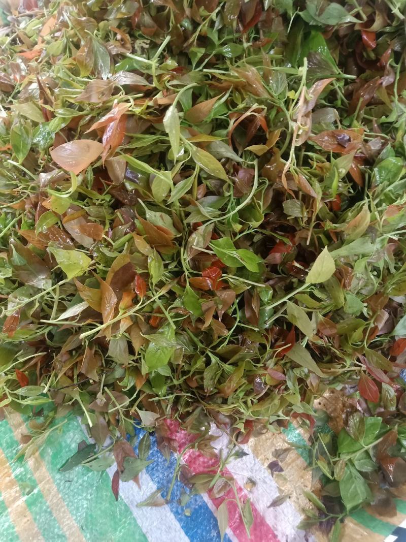 云南普洱大山里的酸尖_炒豆豉_炒腊肉