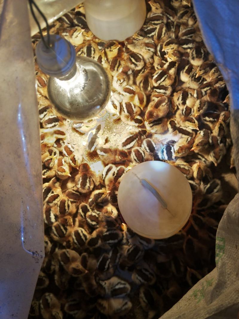 大种脱温红瑶鸡苗、土鸡苗自繁自养，成活率高