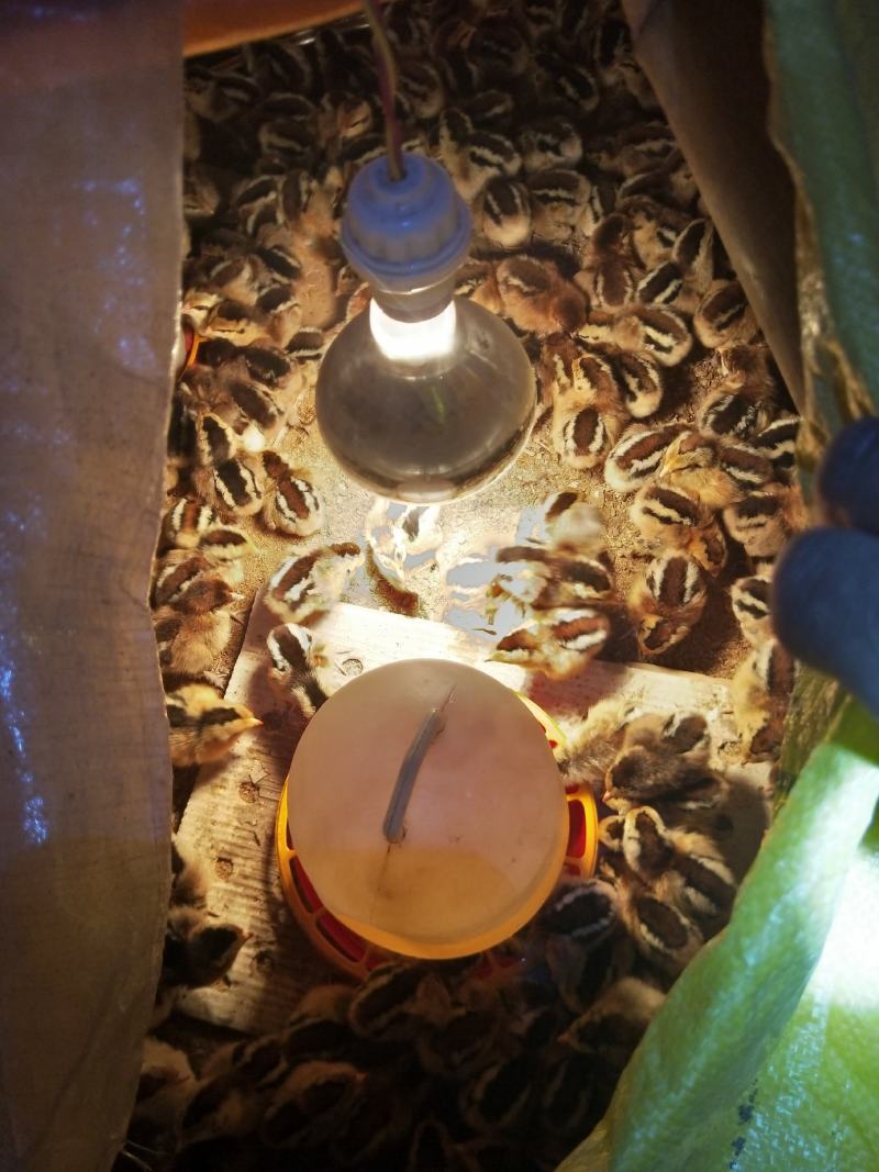 大种脱温红瑶鸡苗、土鸡苗自繁自养，成活率高