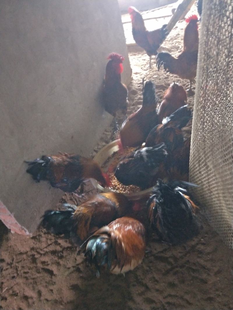 大种脱温红瑶鸡苗、土鸡苗自繁自养，成活率高