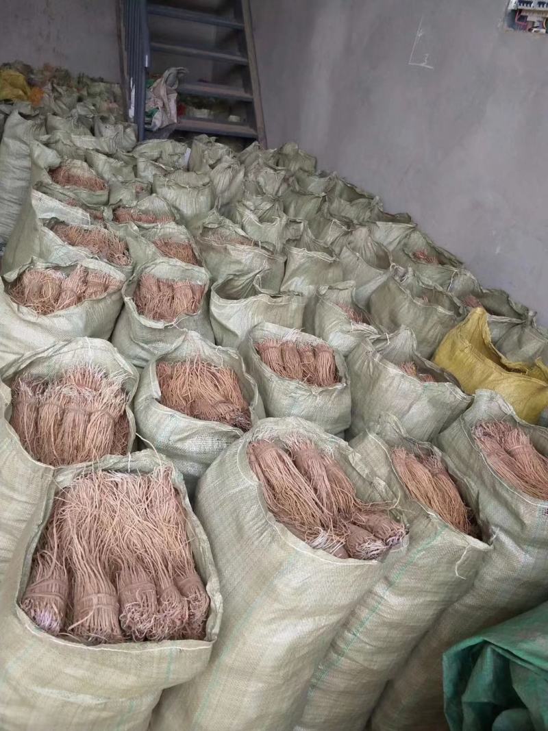 精品党参苗，产地直发，成活率高，需要的联系