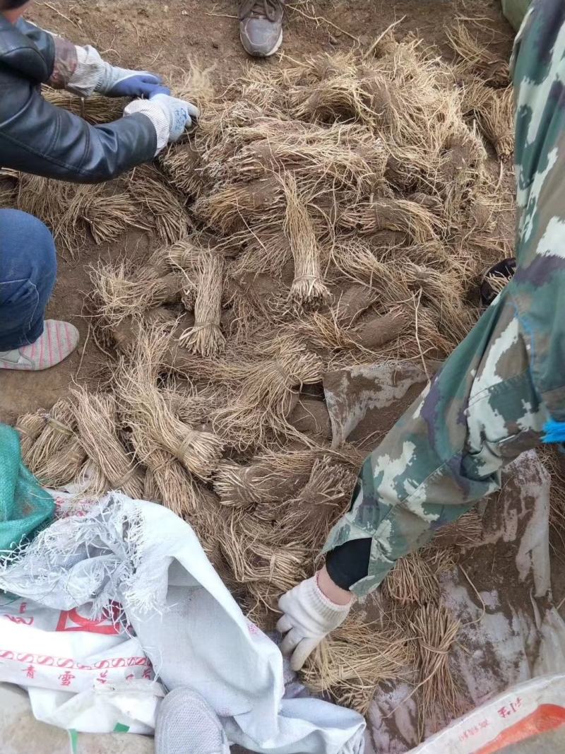 精品党参苗，产地直发，成活率高，需要的联系