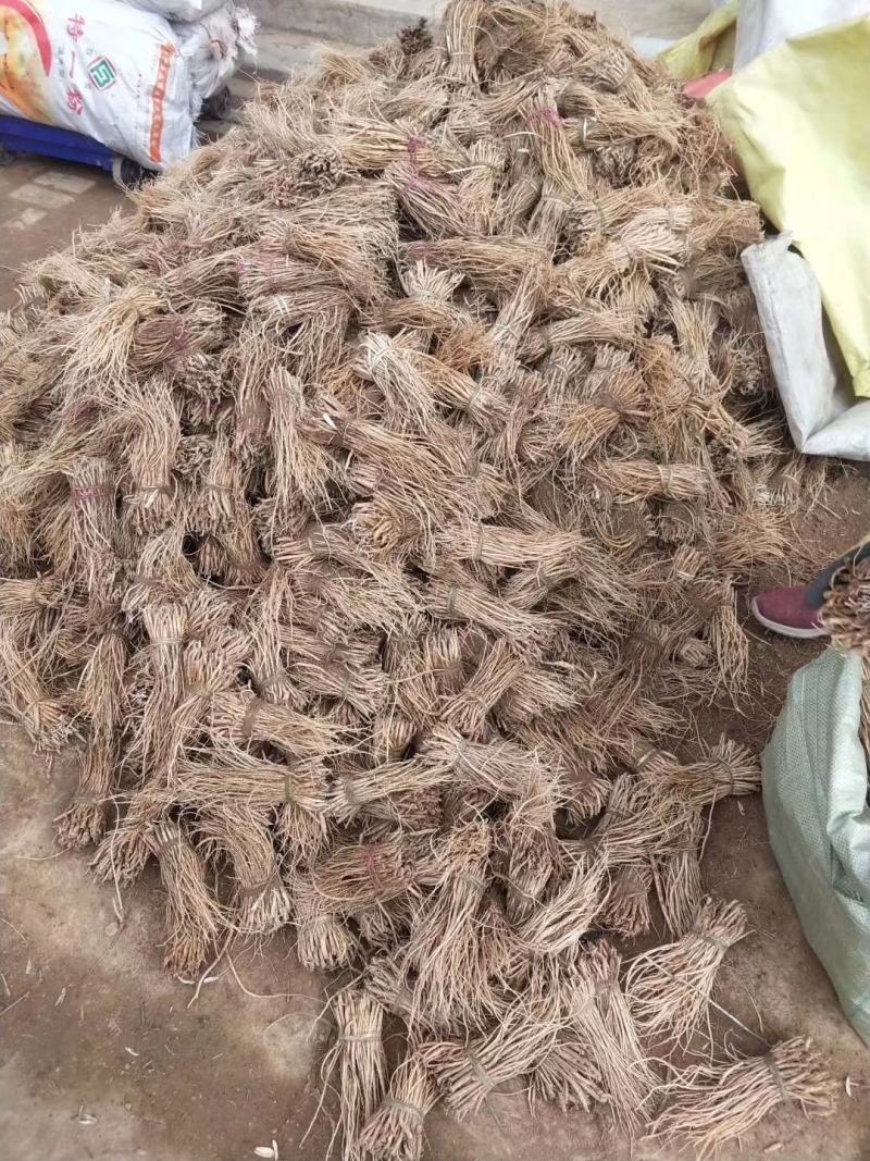 精品党参苗，产地直发，成活率高，需要的联系