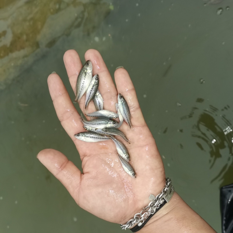 加州鲈鱼苗水花肉食性路亚大口黑鲈已经驯化吃料