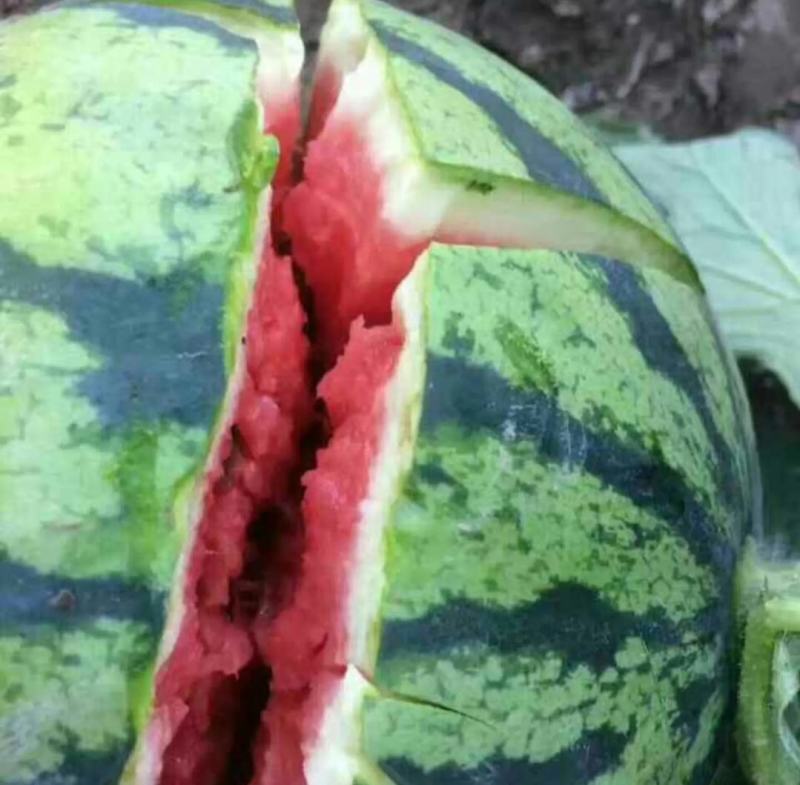 【产地直销】甜王西瓜产地直销一手货源量大从优