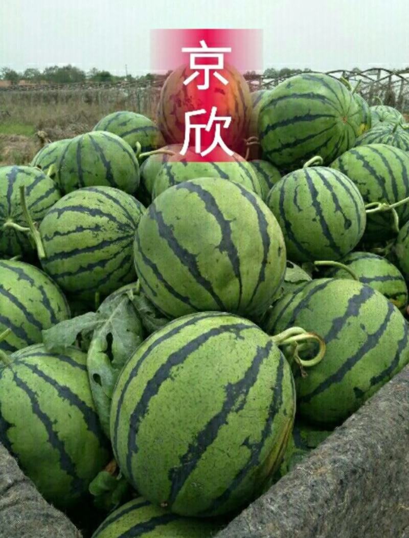 山东潍坊甜王西瓜基地产地直供一手货源品质保证