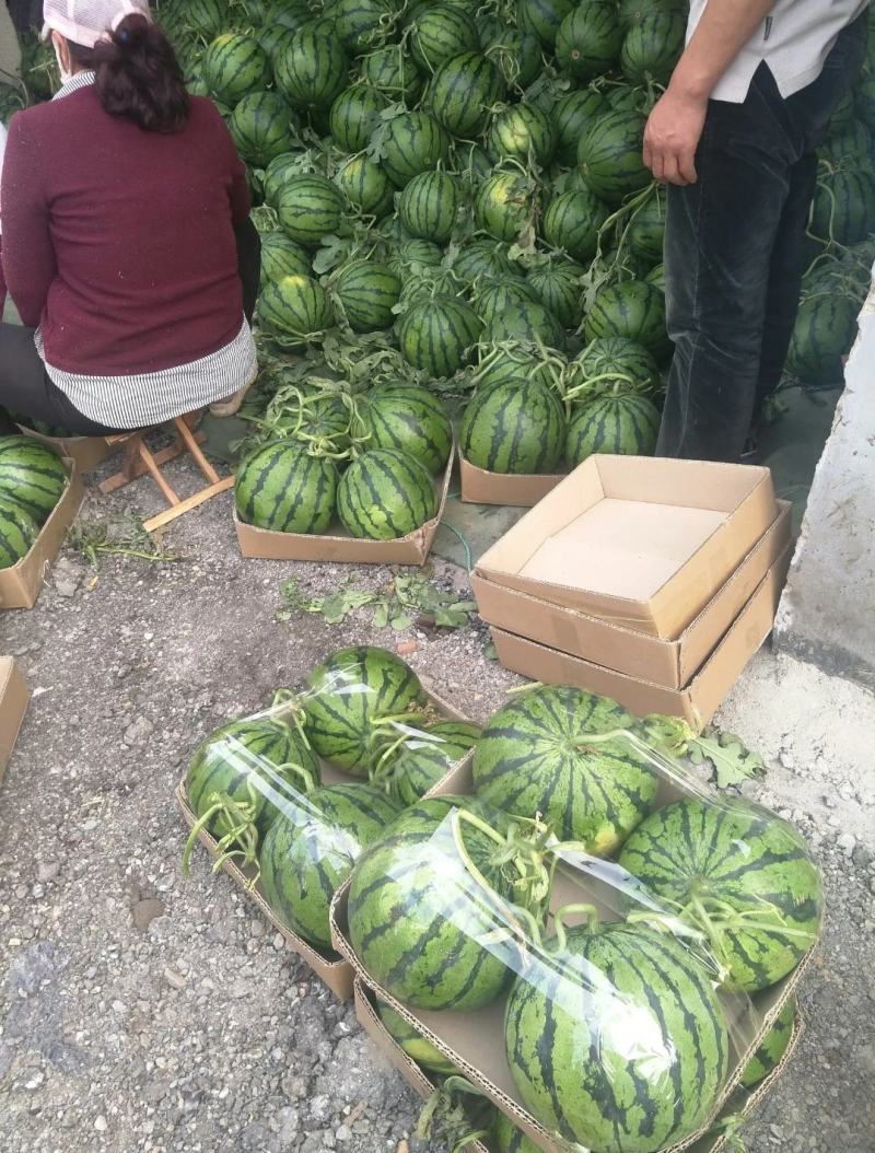 山东潍坊甜王西瓜基地产地直供一手货源品质保证
