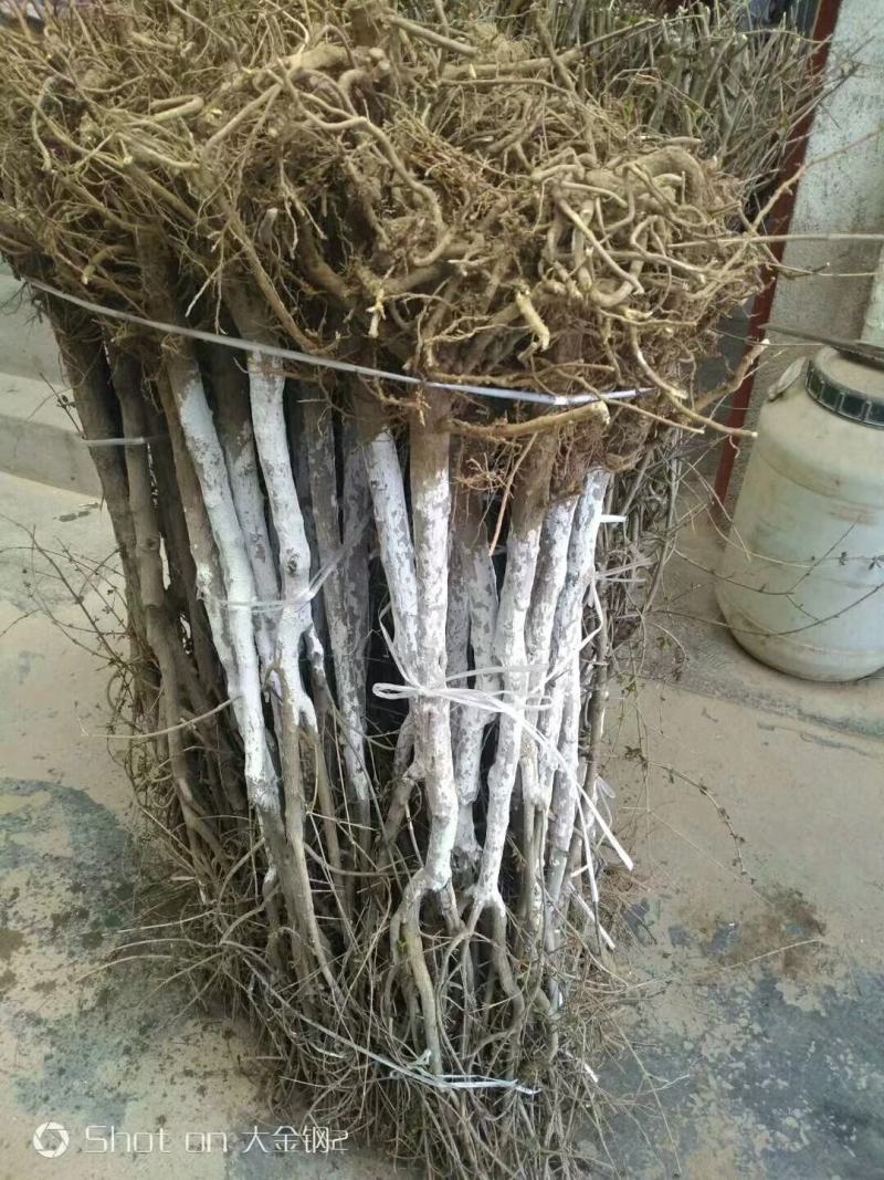红心软籽石榴树苗，原生苗，保证纯度与品质，