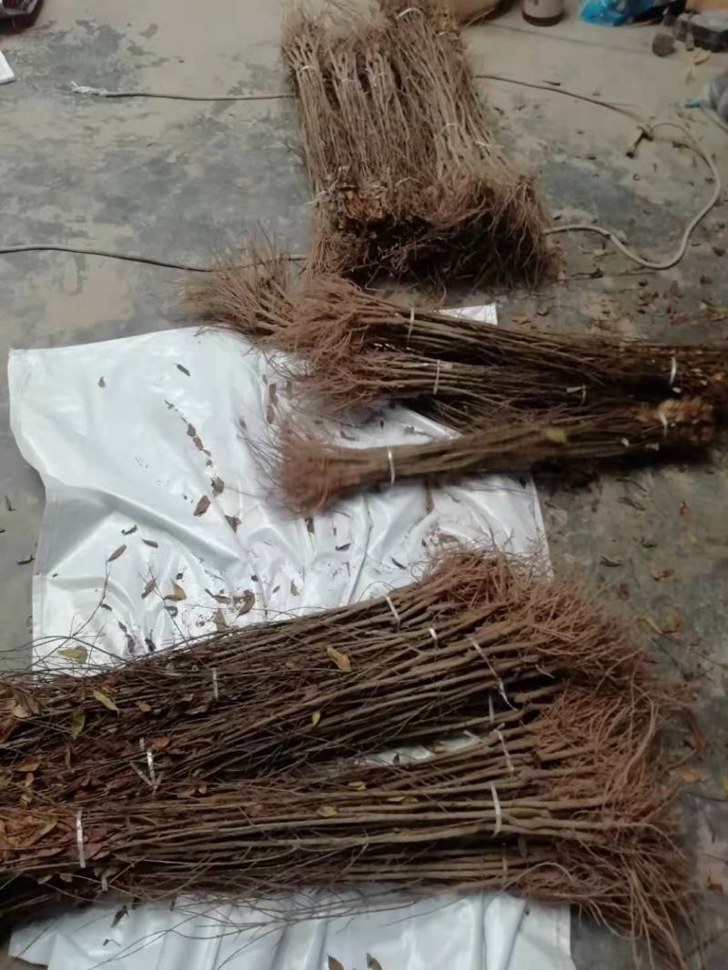 红心软籽石榴树苗，原生苗，保证纯度与品质，