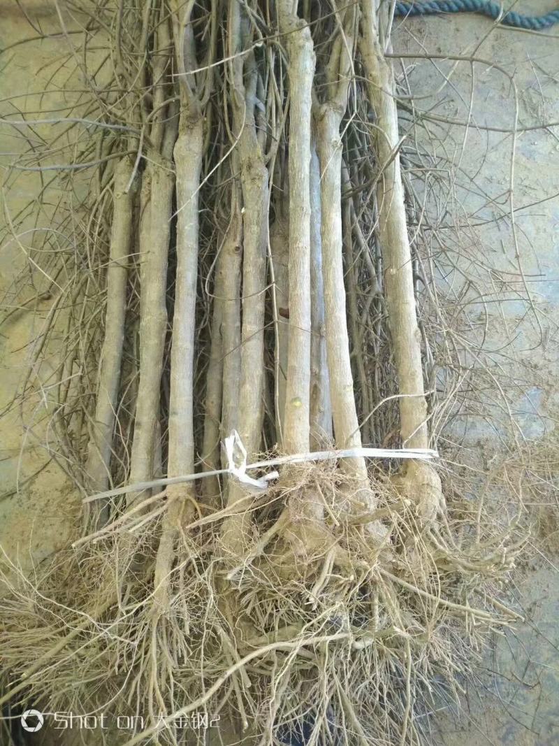 红心软籽石榴树苗，原生苗，保证纯度与品质，