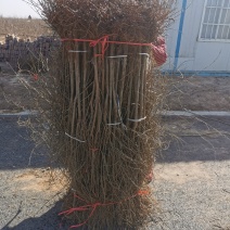 红心软籽石榴树苗，原生苗，保证纯度与品质，