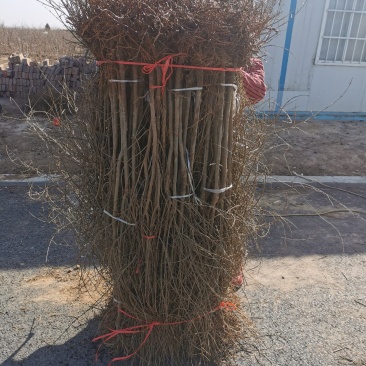 红心软籽石榴树苗，原生苗，保证纯度与品质，
