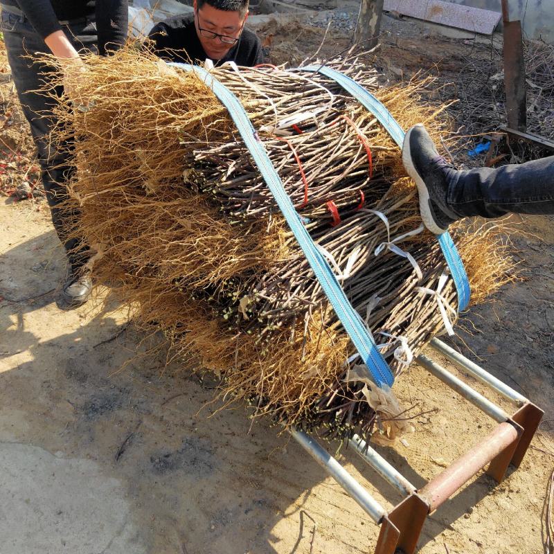 苗木种苗红麻椒树苗包成活，价格便宜花椒树苗