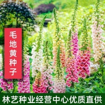 毛地黄花种四季播种趣味观赏盆栽花籽多年生花园花境花