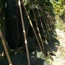 供应广西贺州冬瓜吊冬，冬瓜质量保证价格从优！！