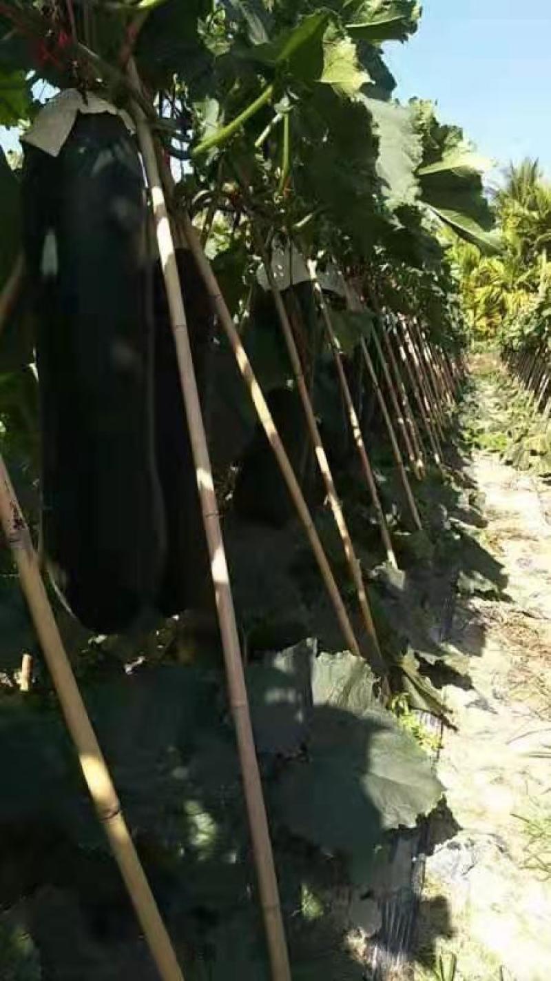 供应广西贺州冬瓜吊冬，冬瓜质量保证价格从优！！