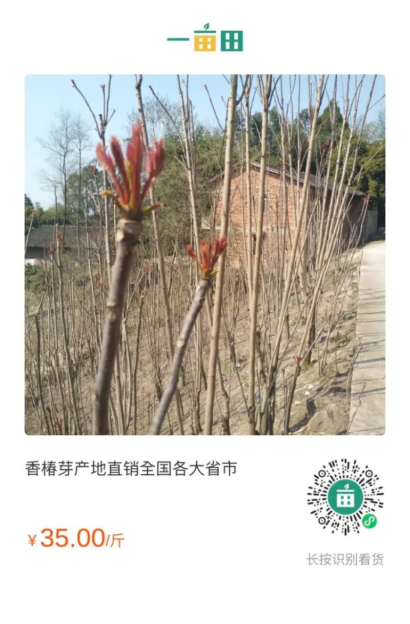 香椿芽产地批发代收全国各地省市