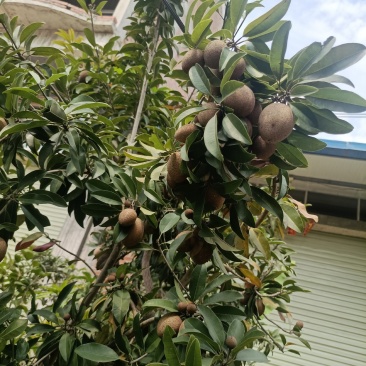 营养杯苗嫁接苗人心果苗
