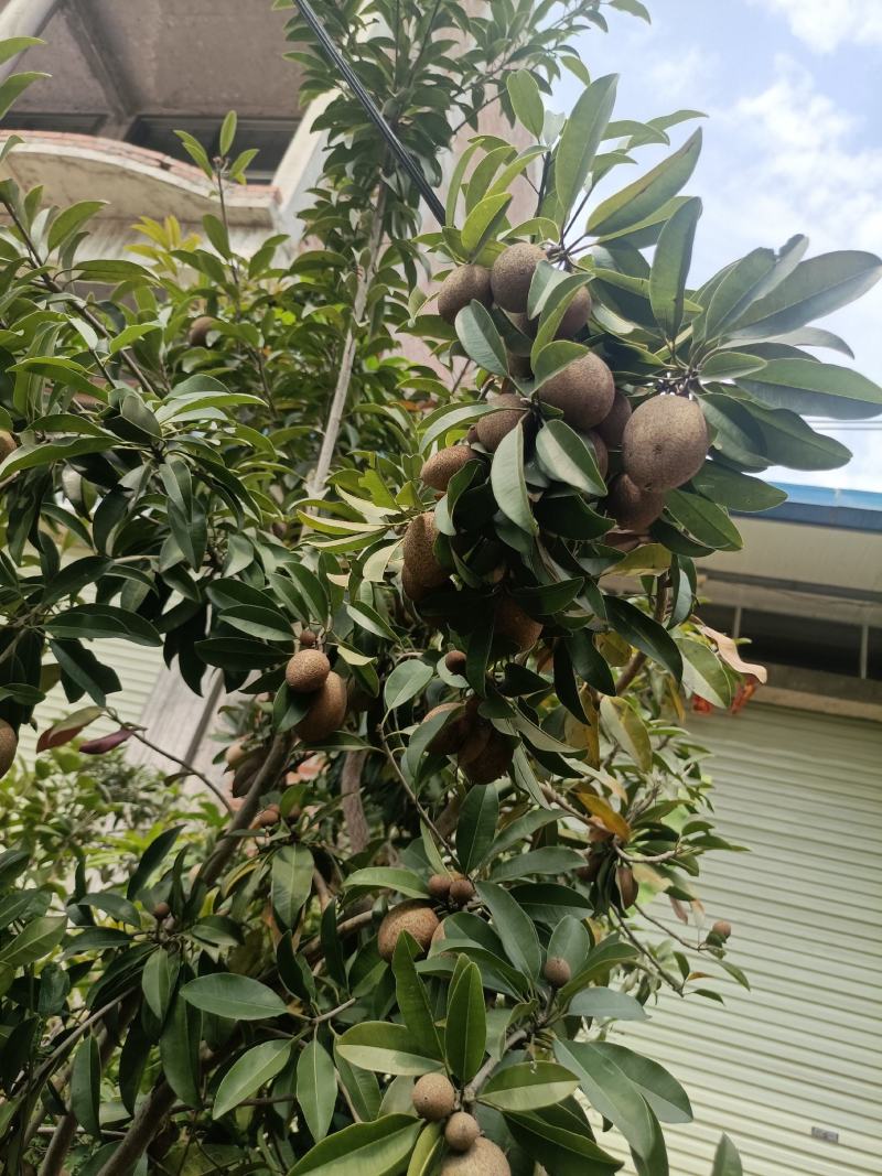 营养杯苗嫁接苗人心果苗