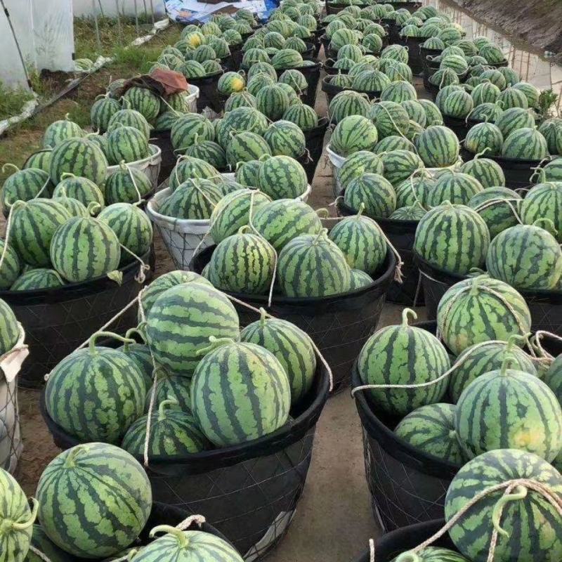 精品美都西瓜，诚信经营，产地直发，大量上市火爆热销中