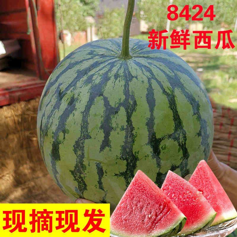 精品美都西瓜，诚信经营，产地直发，大量上市火爆热销中