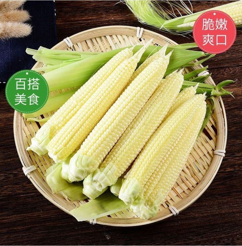 无农药现摘甜玉米笋迷你玉米笋水果玉米新鲜蔬菜食材包邮。