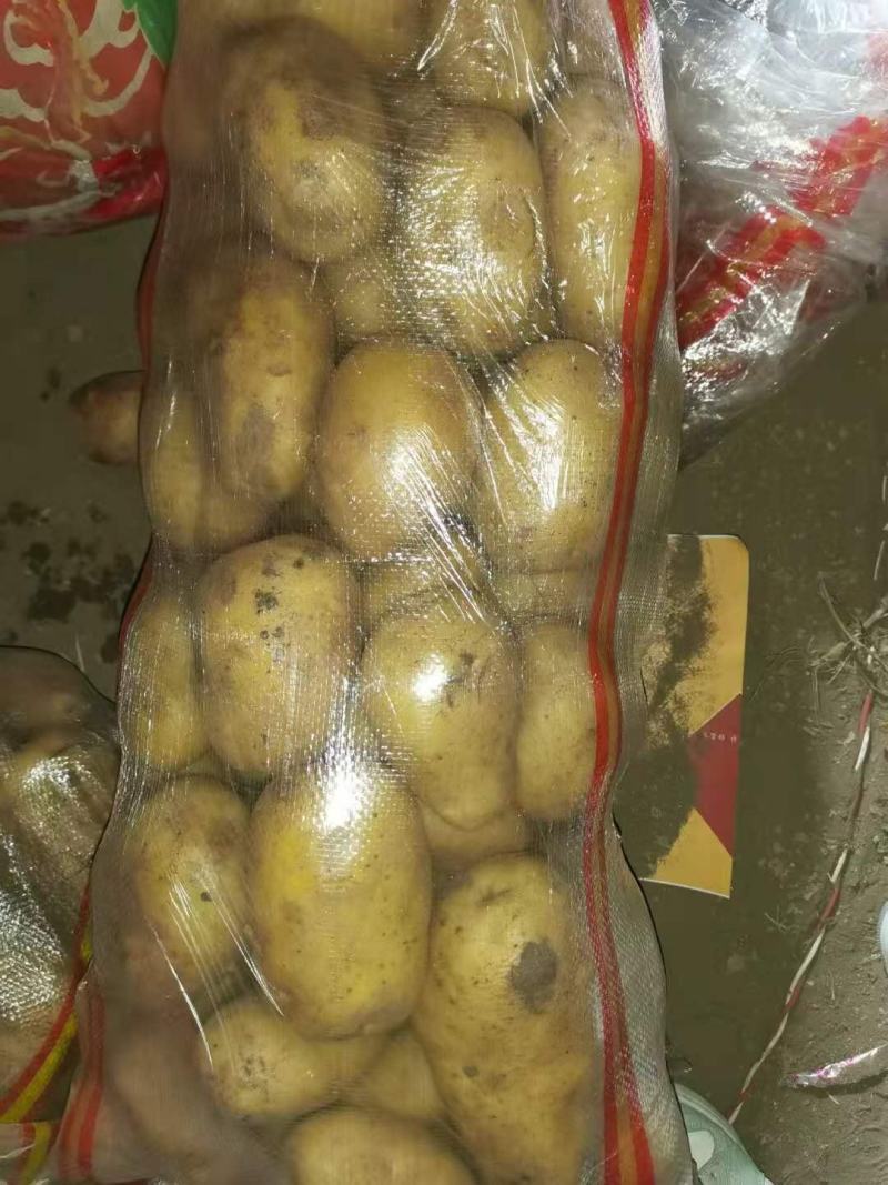 黄金薯，荷兰15，可提供各种包装，等级，物流方便，工人多