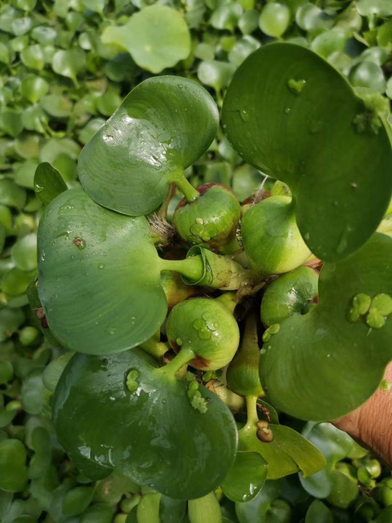 水葫芦凤眼基地直销，常年销售各种绿化苗木