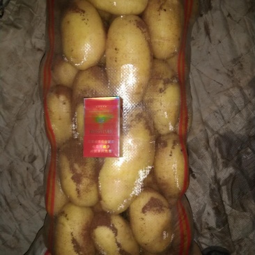 黄金薯，荷兰15，可提供各种包装，等级，物流方便，工人多