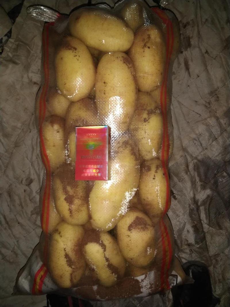 黄金薯，荷兰15，可提供各种包装，等级，物流方便，工人多