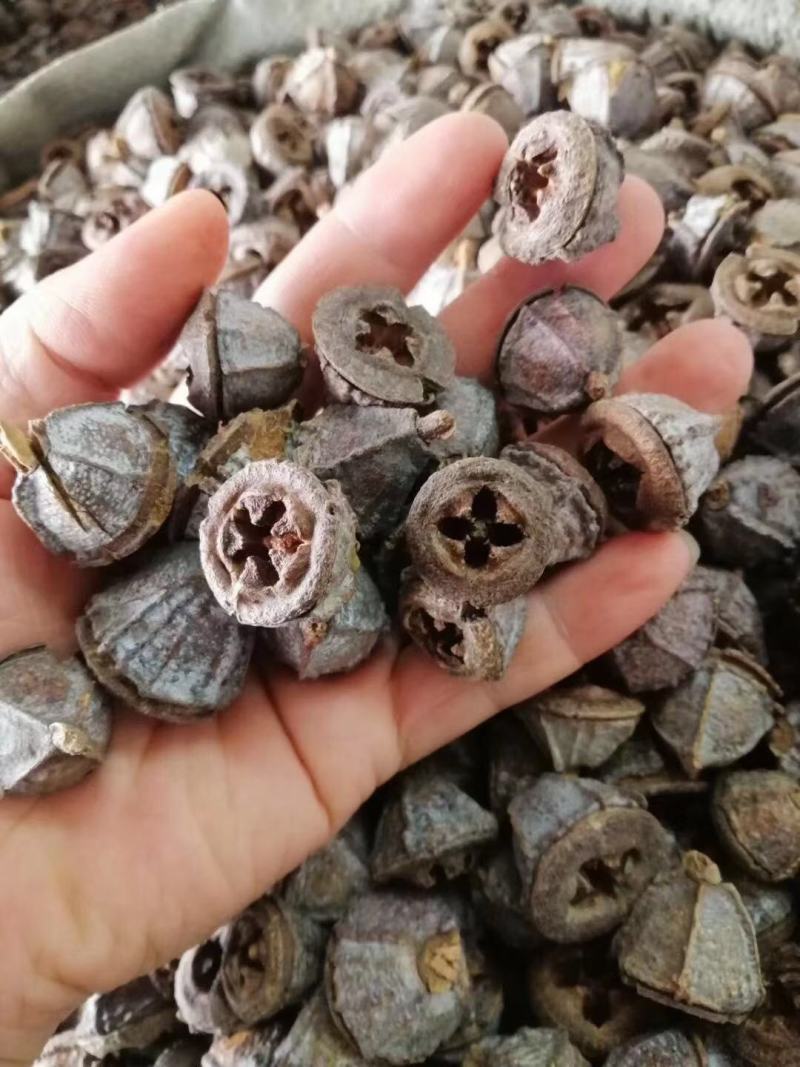 一口钟，中药材一口钟桉树果，经营各种中药材欢迎咨询合作！