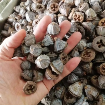 一口钟，中药材一口钟桉树果，经营各种中药材欢迎咨询合作！