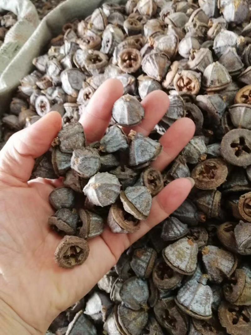 一口钟，中药材一口钟桉树果，经营各种中药材欢迎咨询合作！