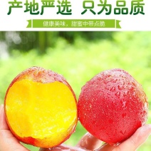 【推荐】黄肉油桃大量批发，产地直销品质保证香甜
