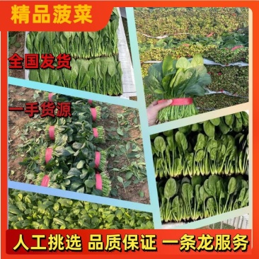 （基地直供）专业供应三排两排泡沫箱打捆菠菜全国代发